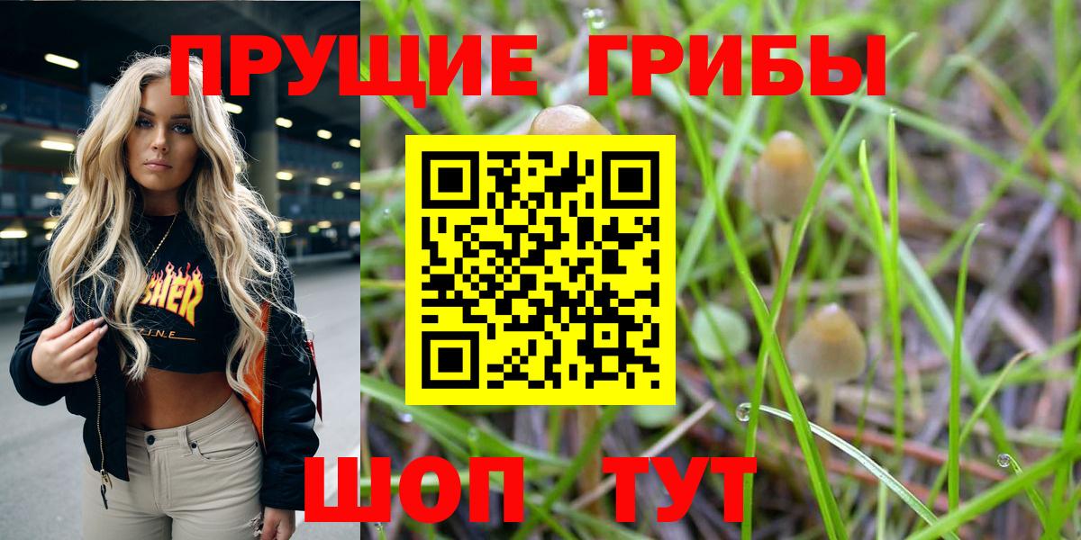 Галлюциногенные грибы Psilocybine cubensis Тюмень